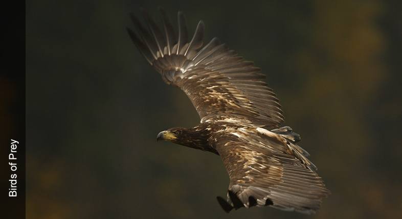 Birds of Prey / Czech Republic