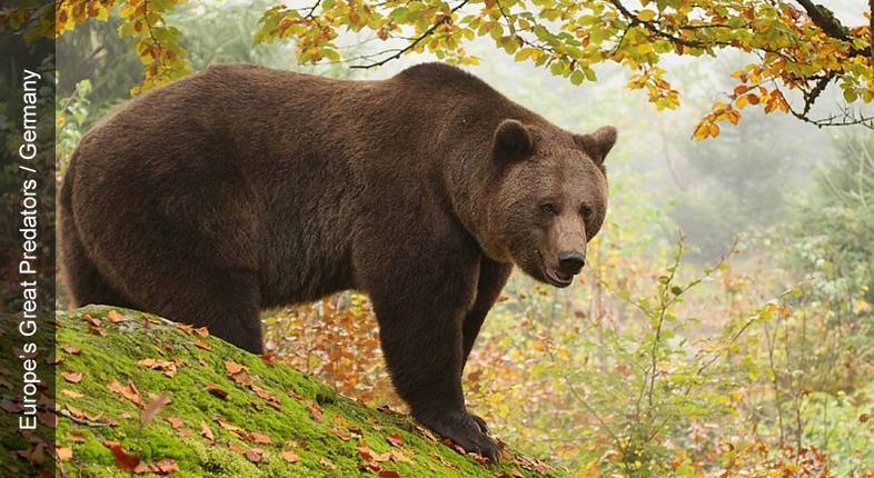 Europe’s Great Predators / Germany