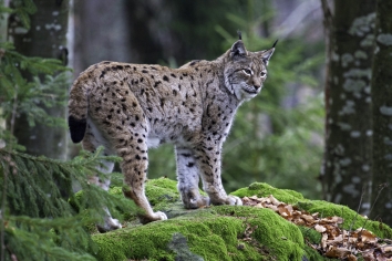 LynxBavaria