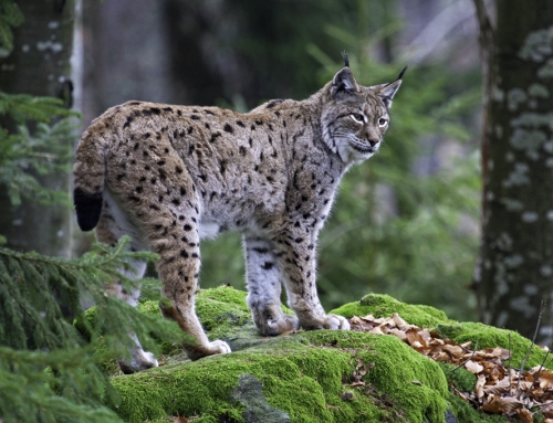Europe’s Great Predators / Germany