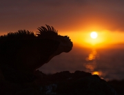 Main_Galapagos