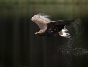 Main_Golden eagle in flight over pond