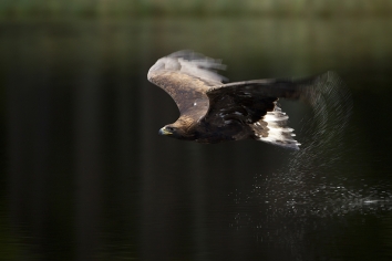 Main_Golden eagle in flight over pond