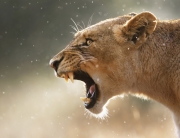 Lioness displaing dangerous teeth