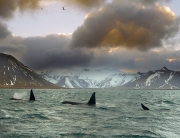Main_Orcas