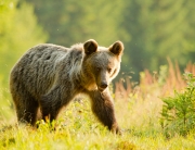 Main_Wild brown bears slovakia