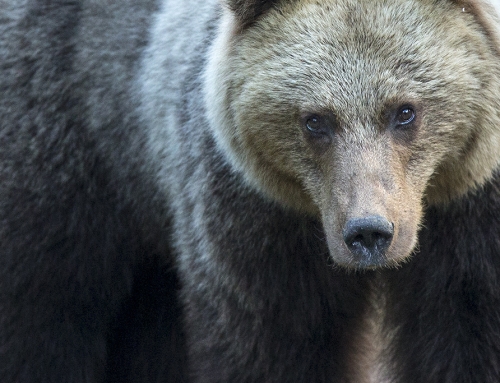 Wild Brown Bears / Slovakia