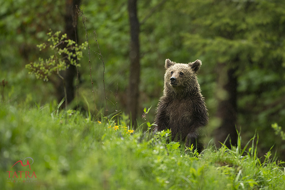 wild brown bear blondie2