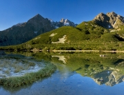 zelenepleso