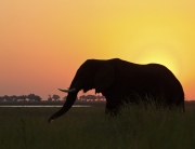 Main-Botswana