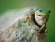 Eye_to_Eye_Tree_Frog
