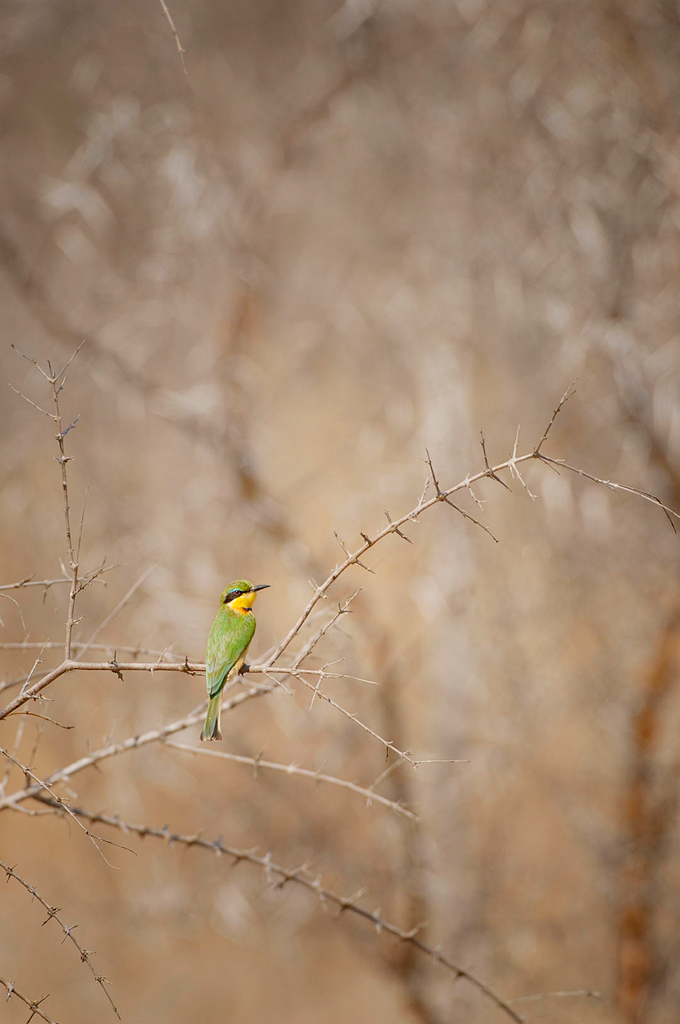 Framing_Bee-eater
