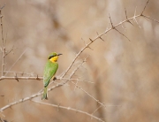Framing_Bee-eater_featured
