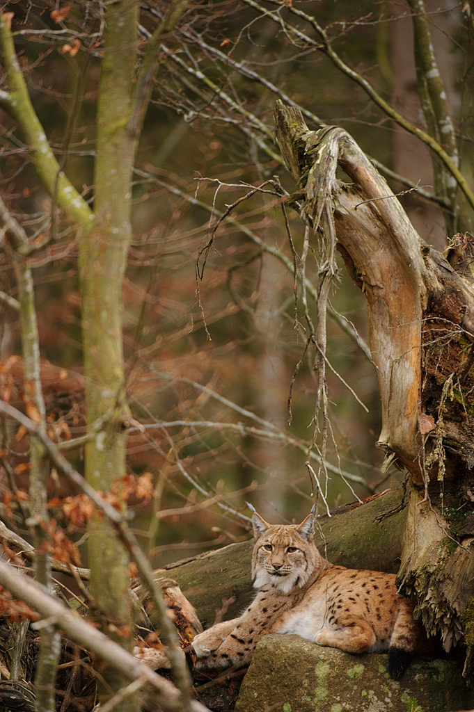 Verticals_Eurasian_Lynx