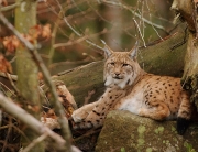 Verticals_Eurasian_Lynx_featured