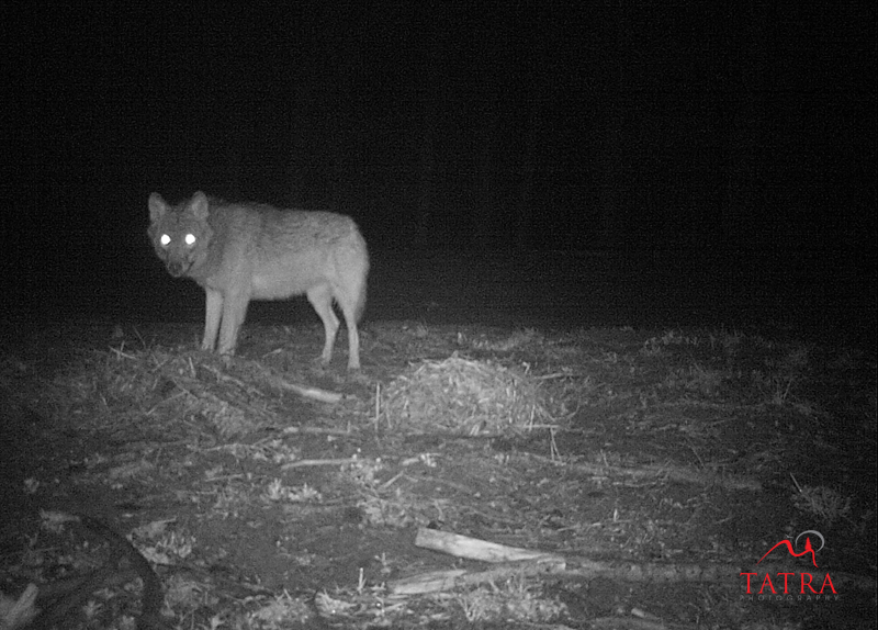 Wolf