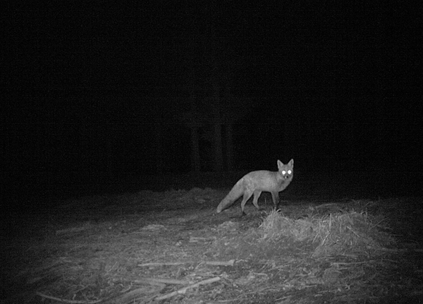 Fox