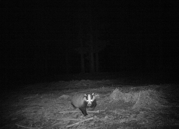 Badger