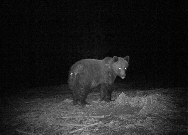 Bear