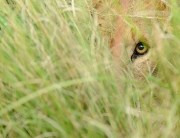 Lion_eye