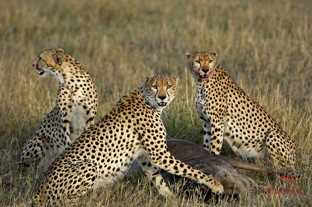 Serengeti Tanzania page