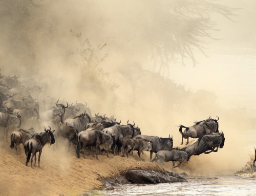 Great Migration / Masai Mara