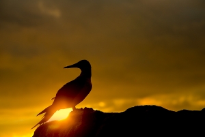 Blue footed booby in silhouette