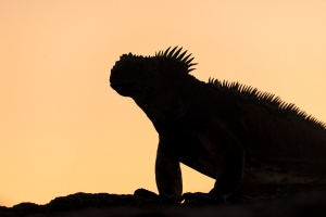 Marine_Iguana