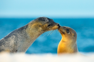 sea lions