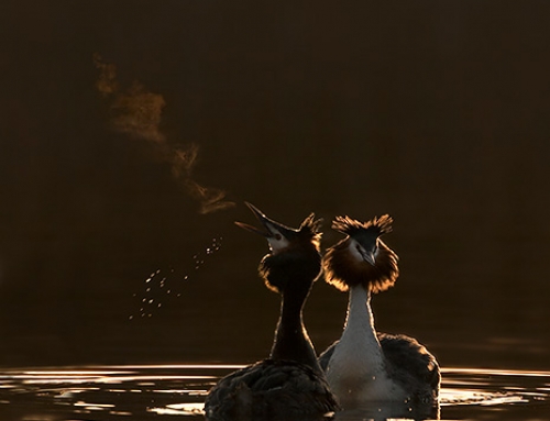 Backlighting