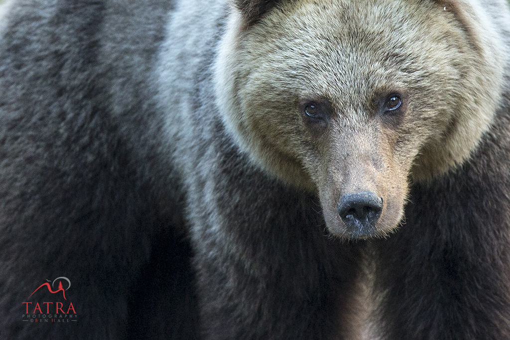 Bear 3