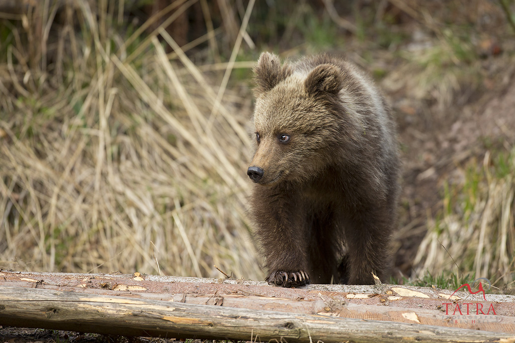 Bear 4