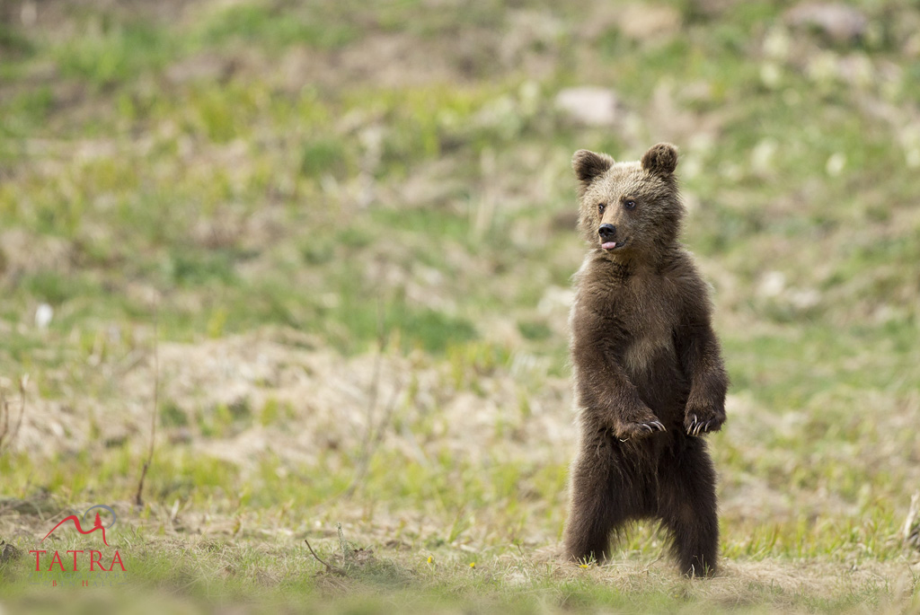 Bear 5