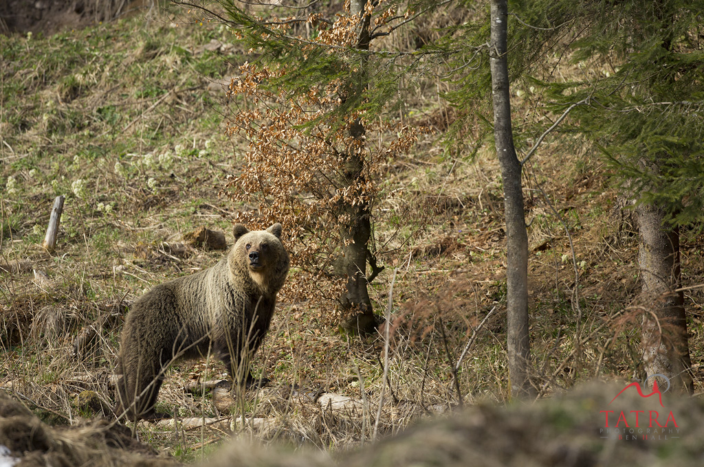 Bear 6
