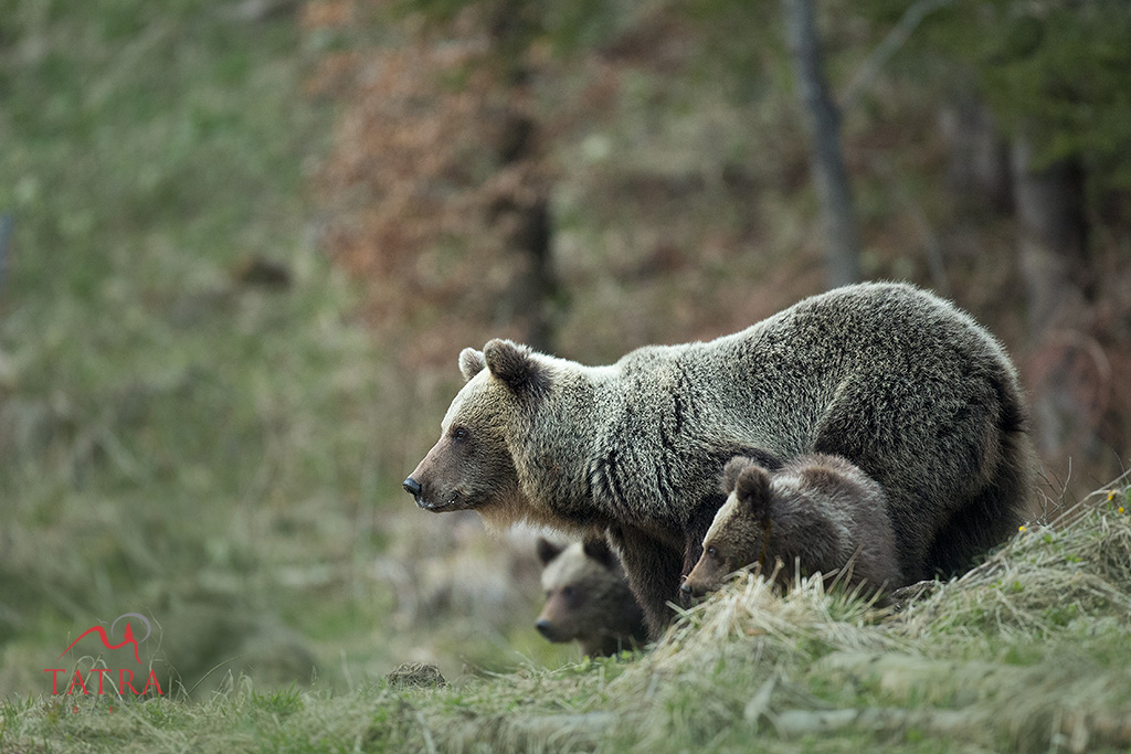 Bear 9