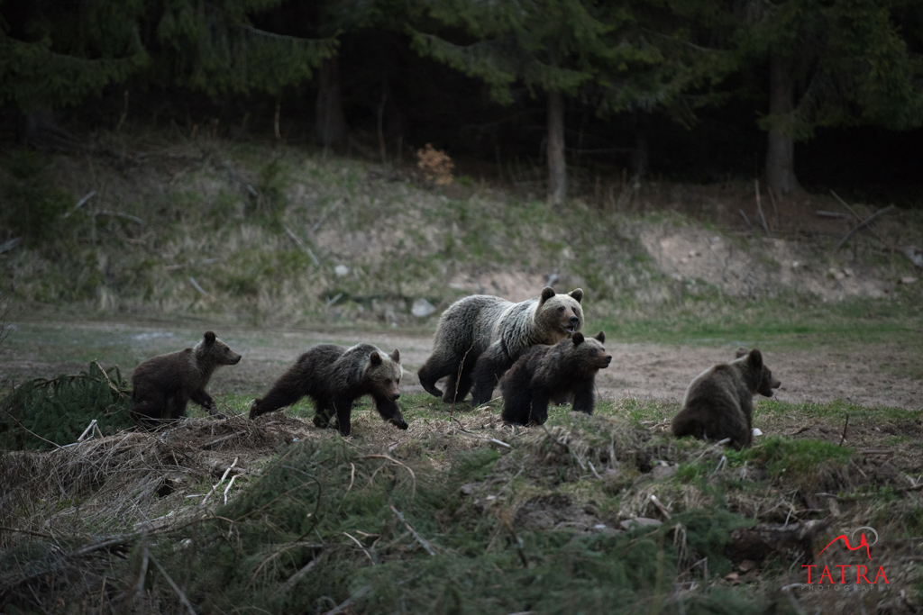 Wild Brown Bears Female with four cubs