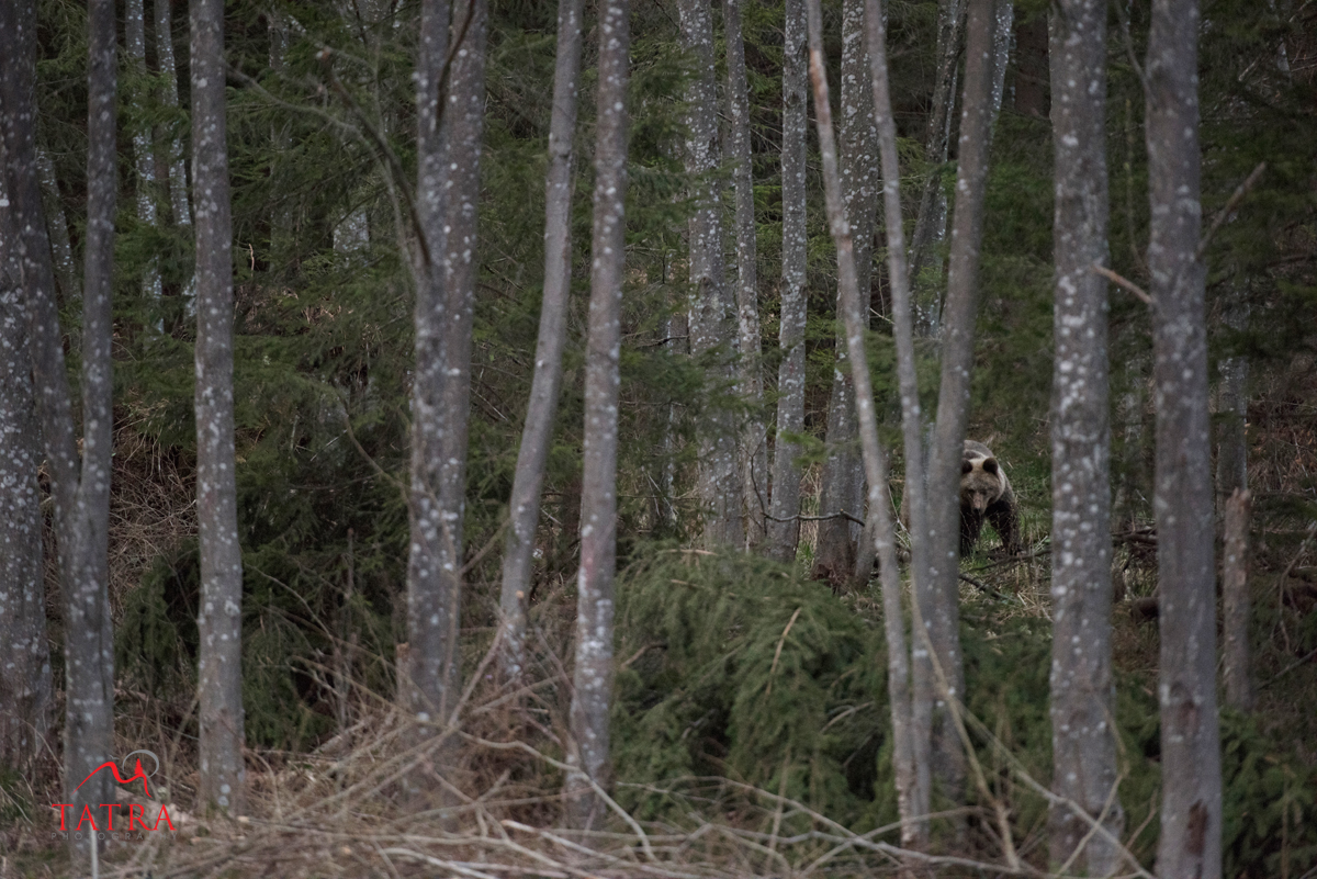 Bear 14