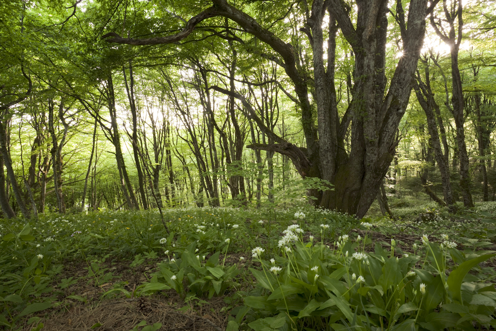 Plitvice Lakes & Waterfalls Wild garlic and hop hornbeam