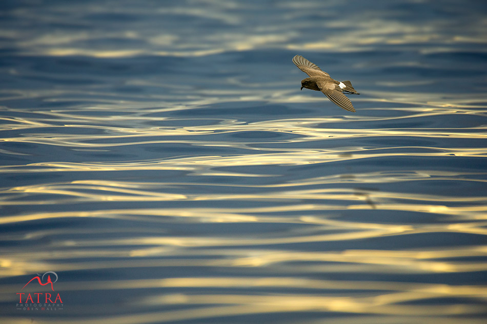 Galapagos Bird flying over sea