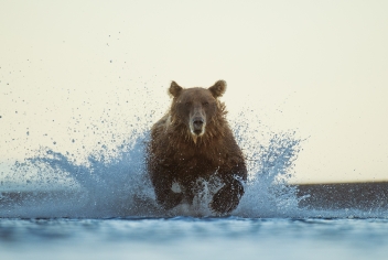 Grizzly Bear Ursus arctos horribilis
An adult female chases through the water as she pursues a fish
Lake Clark National Park, Alaska, USA