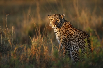 Zambia_feature