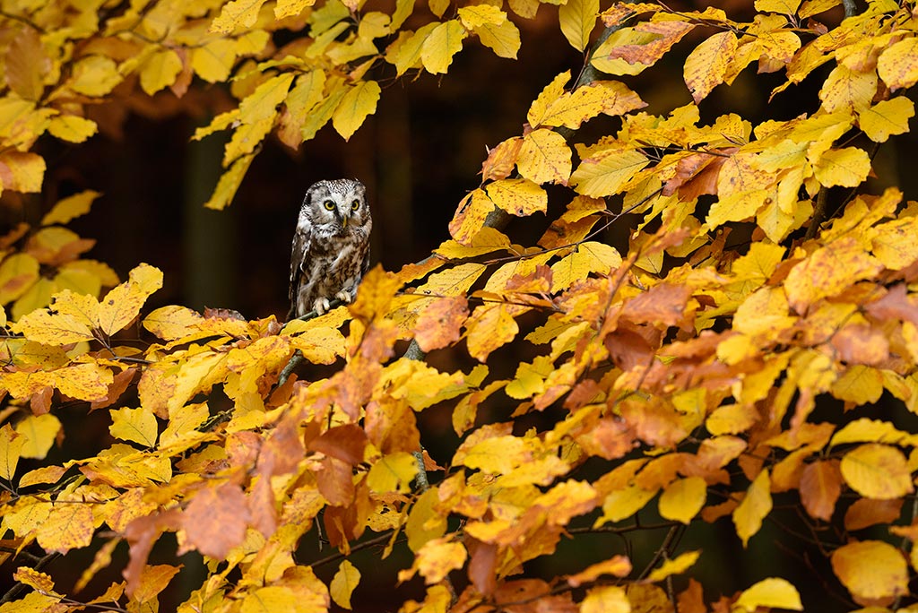 Birds of Prey Boreal Owl feature