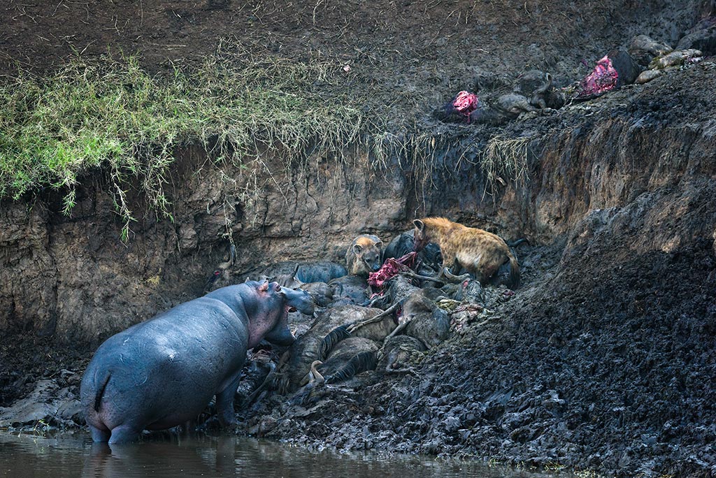 Hyena_Hippo