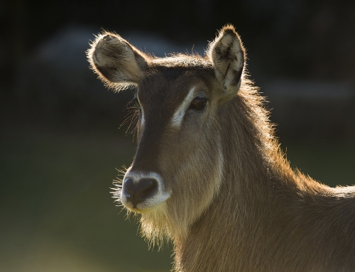 World’s Great Predators 2015 – Images from Andrew Parkinson