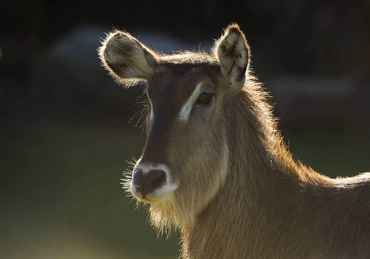 Waterbuck_VR
