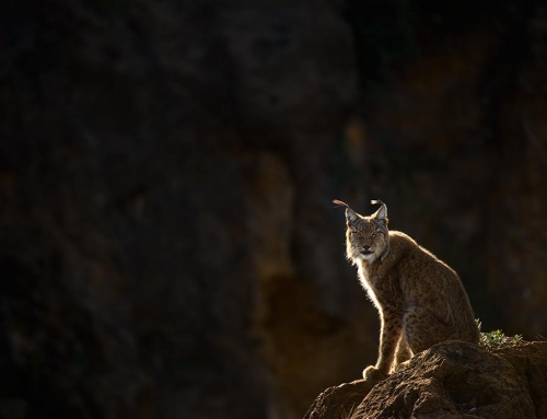 World’s Great Predators November 2015