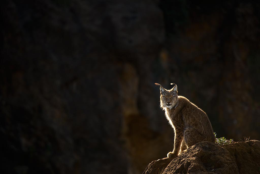 Worlds Great Predators Lynx