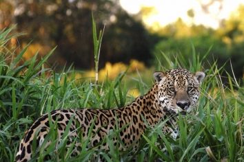 Pantanal feature