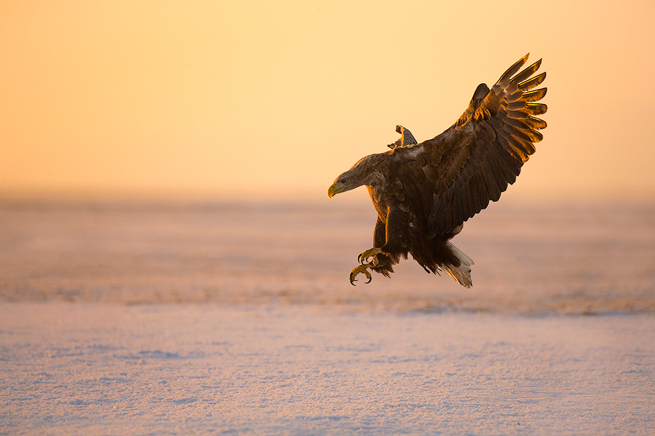 Sea eagle landing on snow at last light