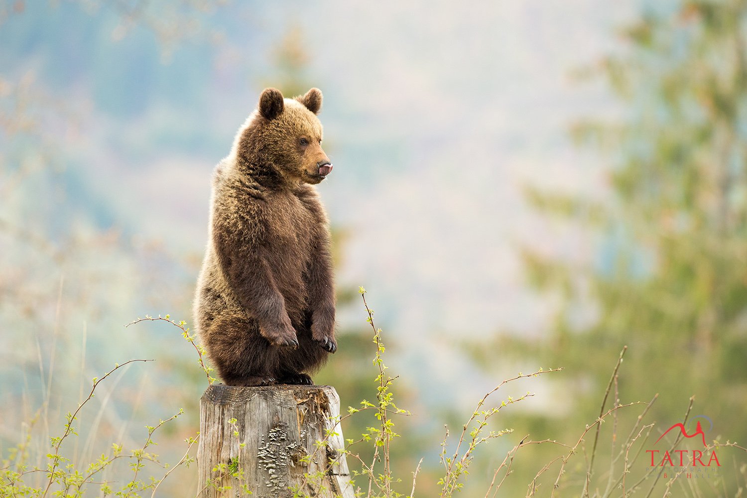 Wild Brown Bears Cub1